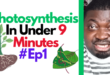 Understanding Photosynthesis For A Better Pass Grade