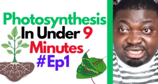 Understanding Photosynthesis For A Better Pass Grade